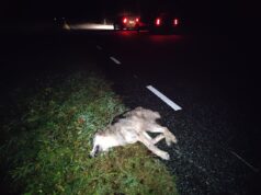 Viljandimaal jäi susi auto alla