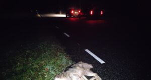 Viljandimaal jäi susi auto alla