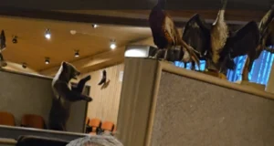 “Kas oled oma valiku teinud, kuidas 22. detsembri õhtut veeta?!”