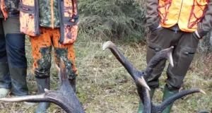 Hiiumaa metsas avastati kahe hirvepulli traagilise võitluse jäljed