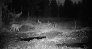 VIDEO! Hundikari toimetab Kaisma külas