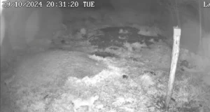 VIDEO! Ilvesed mänguhoos