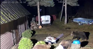 VIDEO: Kolm karu käisid majapidamise hoovis uudistamas