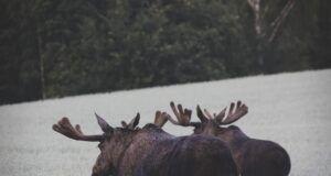 Põdra minevikust, olevikust ja tulevikust