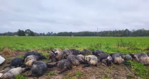 Põllumajandus-Kaubanduskoda pöördus hundijahi osas peaministri poole