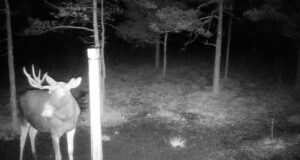 PILTUUDIS: pullid on hakanud sarvi heitma