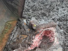 Läänemaal murdsid hundid vasika