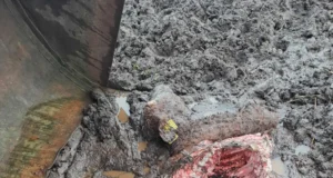 Läänemaal murdsid hundid vasika