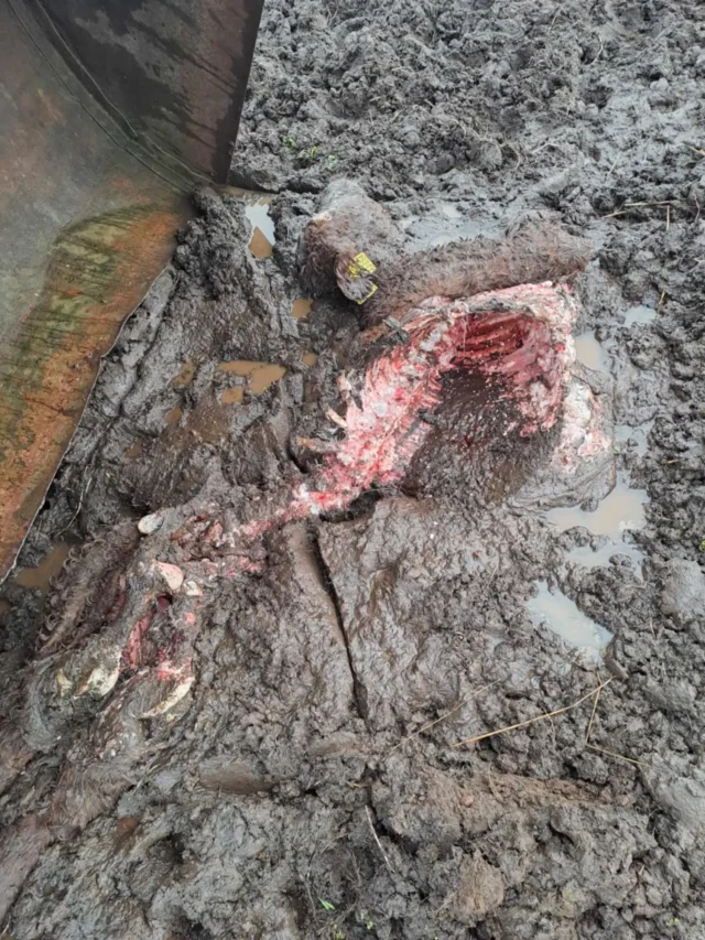 risti läänemaa vasikas