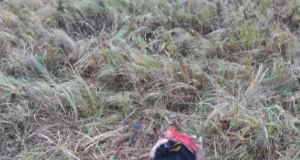 Võsavillemid murdsid Soomaal maha ligi 70 lihaveist