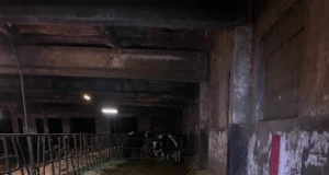 Pärnumaa farmis langes vasikas huntide saagiks