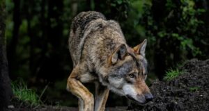 Eesti rahvusvaheline maine suurkiskjate haldamisel: kas varasem edulugu mureneb?