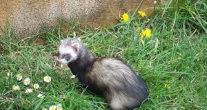 Valgetuhkrute vaktsineerimine marutaudi vastu muutus kohustuslikuks