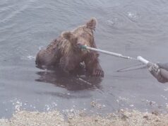 Ida-Virumaal päästeti veehoidlasse kukkunud karupojad