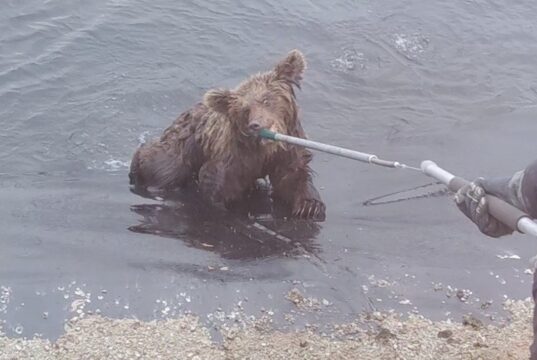Ida-Virumaal päästeti veehoidlasse kukkunud karupojad