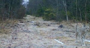 Keskkonnaamet ilveste küttimist ei luba