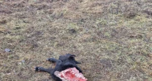 Hundirünnakud veistele on saanud igapäevaseks