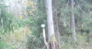 Millist mõju avaldavad hundid metsas ulukitele?