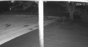 Ilvesed külastasid Raplas koduhoovi