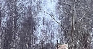 VIDEO: Tartu äärelinnas luusib ringi ilves