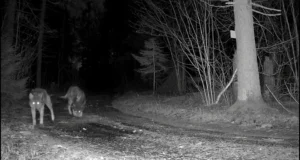 VIDEO: Kärntõves hundid liiguvad Põhja-Läänemaal