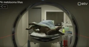 “Osoon” uuris plii sisaldust metslooma lihas