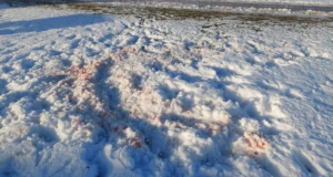 Järjekordne koer kaotas hundile elu