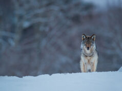 Sel jahihooajal on kütitud 59 hunti
