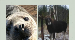 MEELDETULETUS! Läheneb põdra, hallhülge ja kopra andmete esitamise tähtaeg