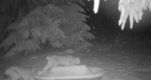 Kaks ilvest jäid toiduotsingul Viljandimaal rajakaamerasse