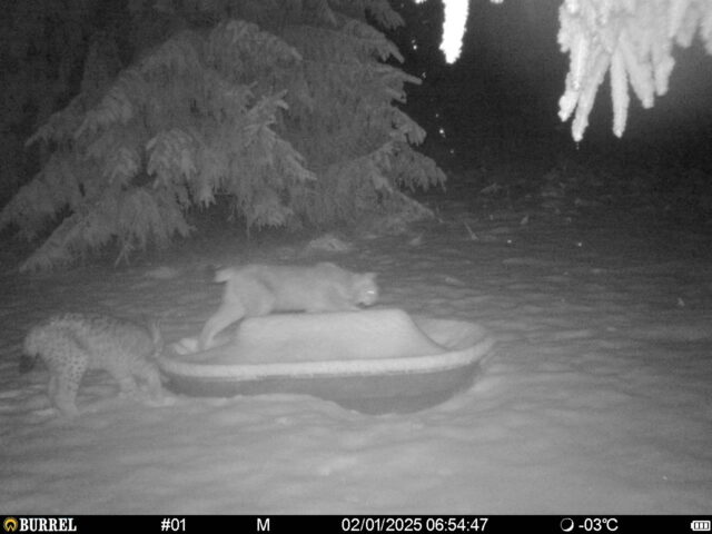 ilvesed söödaplatsil