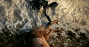 Sürgavere jahimaadelt kütiti kärnas hunt