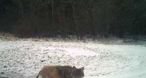 Pärnumaal tegi kärntõves ja näljas hunt pesa mahajäetud lambalauta