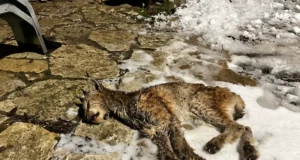 Tööstushoone eest leiti surnud ilves