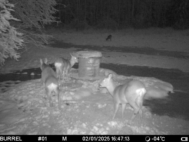 kitsed koos - vahtramäe