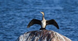 2025. aasta lind kormoran kompab mõistmise piire