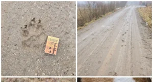 Pärnumaal murdsid hundid kassi ja vigastasid koera