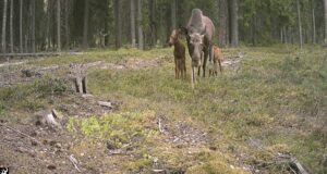 Ülevaade aasta loomast, arvukusest ja muutustest