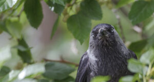 Lindude gripp liigub jõudsalt põhja poole