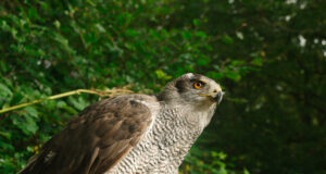 Eestis tuvastati Euroopa põhjapoolseim Lääne-Niiluse palaviku juhtum