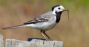 Eesti Ornitoloogiaühing ootab teateid saabuvatest rändlindudest