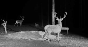 VIDEO: hundid ja hirved koos hirveplatsil