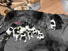 Müüa Saksa karmikarvalised linnukoera kutsikad