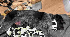 Müüa Saksa karmikarvalised linnukoera kutsikad