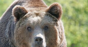 Norra võimud lasid meest purenud karu asemel maha suvalise mõmmiku