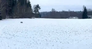VIDEO: Üksik hunt liikus Viljandimaal ringi