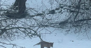 Kärntõves rebane jalutas Kadriorus ringi