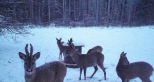 “Osoon” uuris, mis põhjustab hirvlaste arvukuse langust Eestis