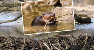 Nõukogu jänesejaht lükkub märtsi kuusse