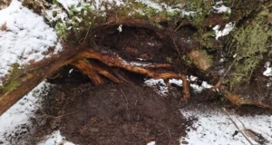 Karude talvitumispaigad Eestis: kuidas neid ära tunda ja mida silmas pidada?